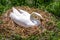 A female mute swan incubating eggs on her nest 1