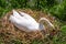 A female mute swan incubating eggs on her nest 2