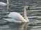 Female mute swan watching strangers