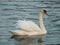 Female mute swan watching strangers