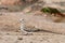 Female namaqua dove