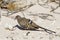 Female Namaqua Dove in Kalahari desert