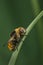 Female Narcissus Fly