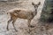 Female Native Barking Deer