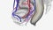 Female Neurovasculature,Inferior vesical vessels