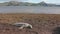 Female New Zealand sea lion resting at shore