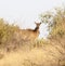 Female Nilgai Antelope