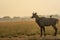 Female nilgai or blue bull or Boselaphus tragocamelus a Largest Asian antelope side profile in open field or grassland in golden