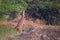 Female Nilgai Boselaphus tragocamelus feeding in Keoladeo Ghan