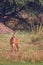 Female Nilgai Boselaphus tragocamelus in Keoladeo Ghana Nation