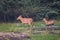 Female Nilgai with calf walking in Keoladeo Ghana National Park, Bharatpur, India