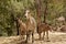 Female Nilgai with her two small young