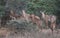 Female Nilgai herd