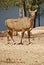 Female Nilgai by a lake