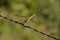 Female nomad darter sitting on barbed wire