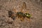 Female Nomada Cuckoo Bee