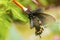 Female north american swallowtail butterfly, close up macro shot