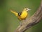 Female Northern Baltimore Oriole perched on a tree branch.