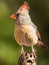 Female Northern Cardinal