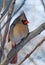 Female Northern Cardinal