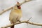 Female northern cardinal