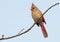 Female Northern Cardinal