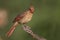 Female Northern Cardinal