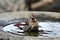 Female Northern Cardinal Bird in Bird Bath