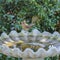 A female Northern Cardinal, Cardinalis cardinalis, at a bird bath