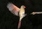 Female northern cardinal (Cardinalis cardinalis) flying