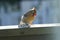 Female Northern Cardinal eating