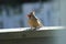 Female Northern Cardinal eating