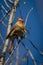 Female Northern Cardinal feeding in a tree