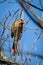 Female Northern Cardinal feeding in a tree