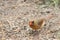 The female northern cardinal is a mid-sized songbird. It has a distinctive crest on the head and a mask on the face