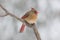 Female Northern Cardinal Perching on a Snowy Day in Winter