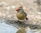 Female northern cardinal by a pool in the La Lomita Bird and Wildlife Photography Ranch in Texas.