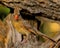 Female Northern Cardinal poses on tree stump for camera