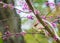 Female Northern Cardinal in Redbud tree