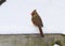 A Female Northern Cardinal On A Snowy Perch