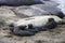 Female Northern Elephant Seal with Group of Pups on Beach