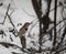 Female Northern Flicker Perched in Snowy Woods