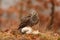 Female Northern goshawk Accipiter gentilis with the remains of a hare caught in a wild forest