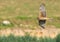 Female northern harrier circus cyaneus flying low over meadow