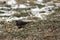 A Female Northern Junco Sitting on The Ground with Scattered Snow