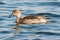 Female Northern Pintail