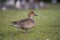 Female Northern Pintail walking on seaside beach