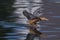 Female Northern Shoveler landing at a pond