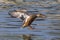 Female Northern Shoveler landing at a pond