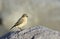 A Female Northern Wheatear (Oenanthe oenanthe)